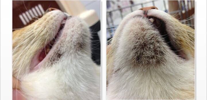 Kedi Çene Aknesi: Siyah Noktalar ve Bakım Yöntemleri