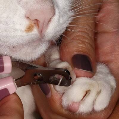 Kedi Tırnak Kesimi: Nasıl Yapılır, Nelere Dikkat Edilir?